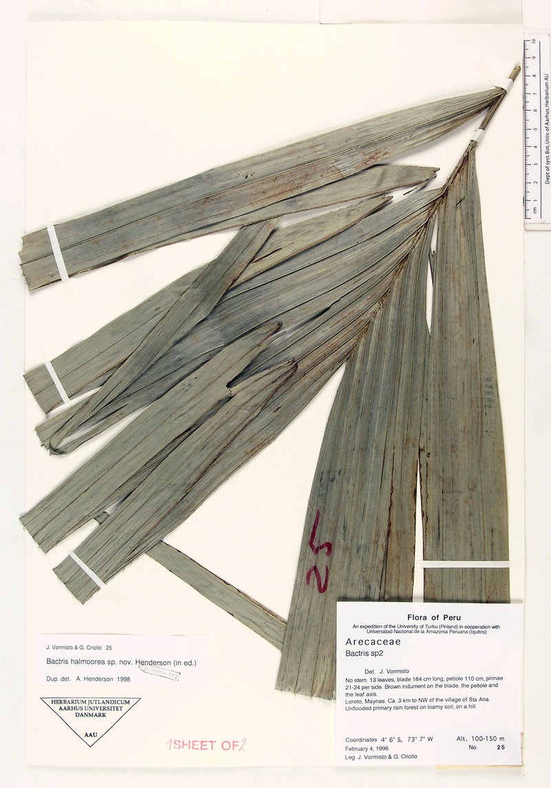 Bactris halmoorei photo 3