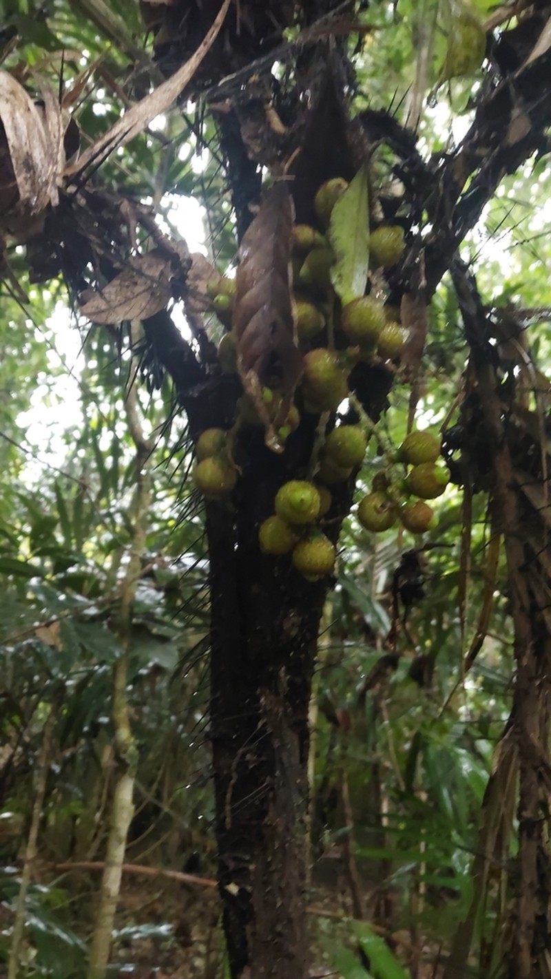 Bactris hatschbachii
