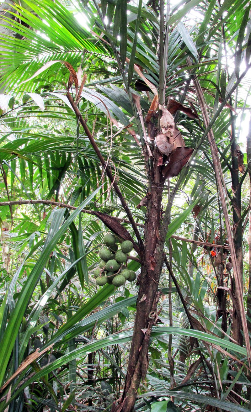 Bactris hatschbachii photo 2