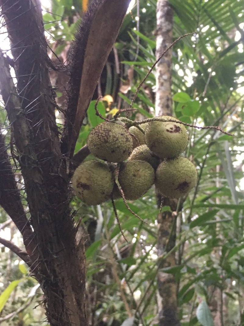 Bactris hatschbachii photo 3