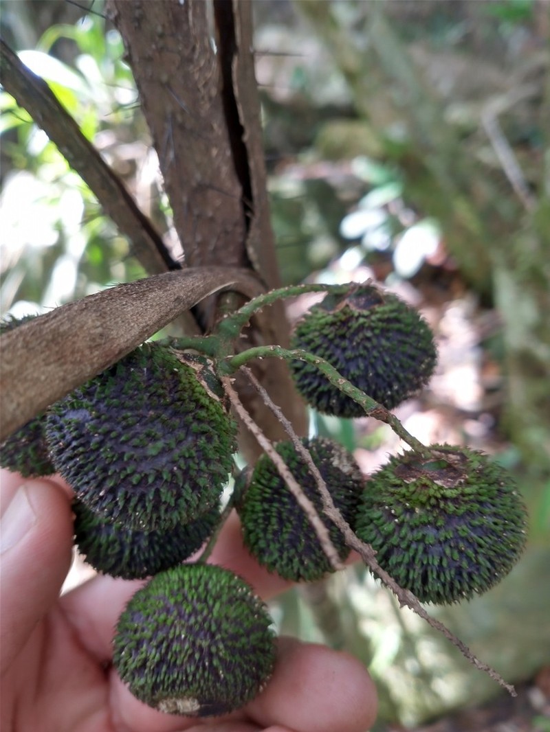 Bactris hatschbachii photo 4