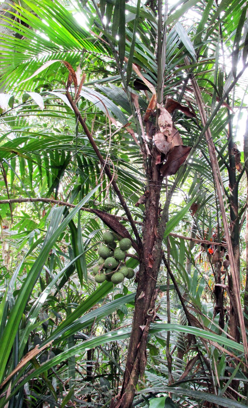 Bactris hatschbachii photo 5