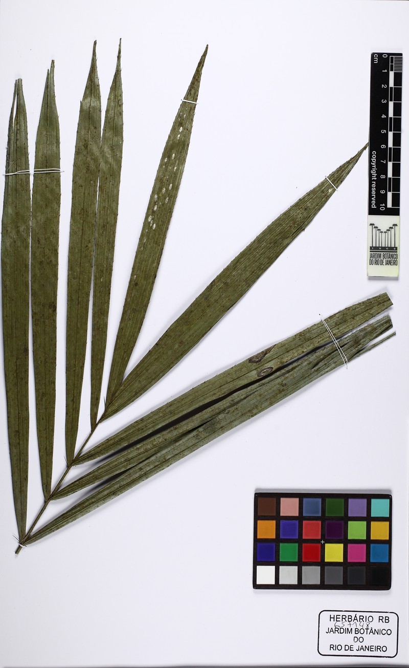 Bactris hatschbachii photo 6