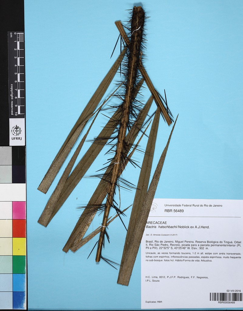 Bactris hatschbachii photo 7