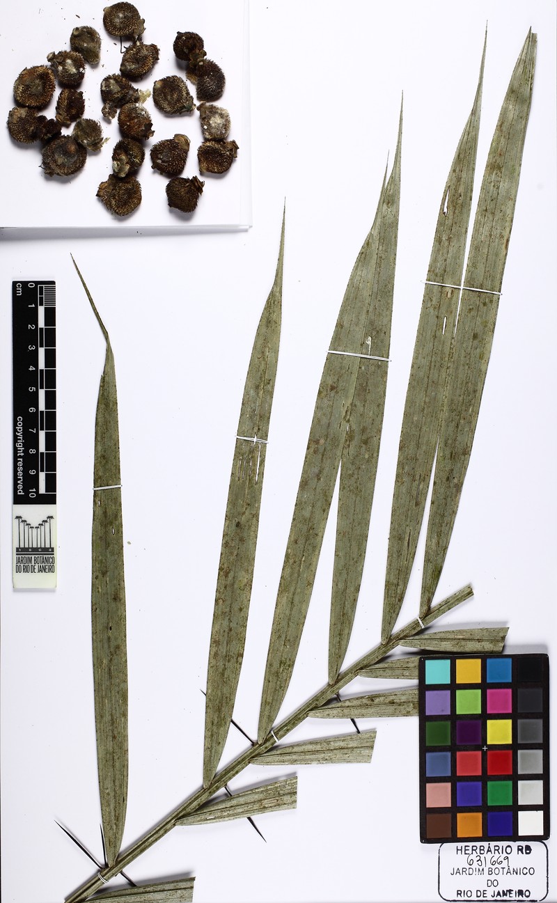 Bactris hatschbachii photo 8