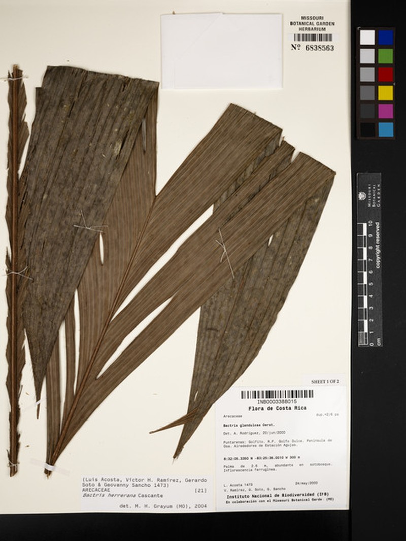 Bactris herrerana
