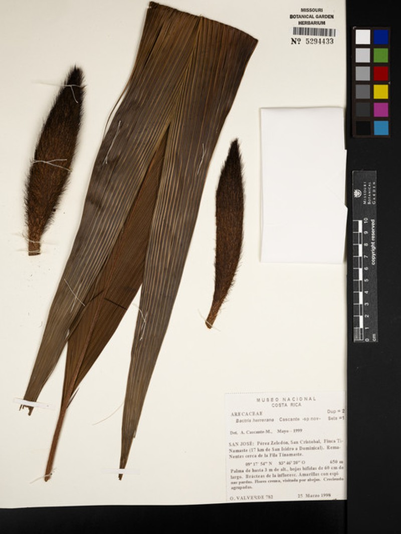 Bactris herrerana photo 2