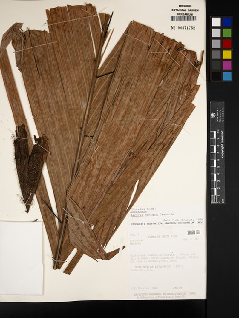 Bactris herrerana photo 3