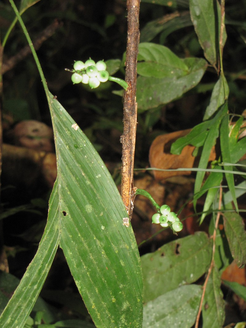 Bactris hirta photo 2