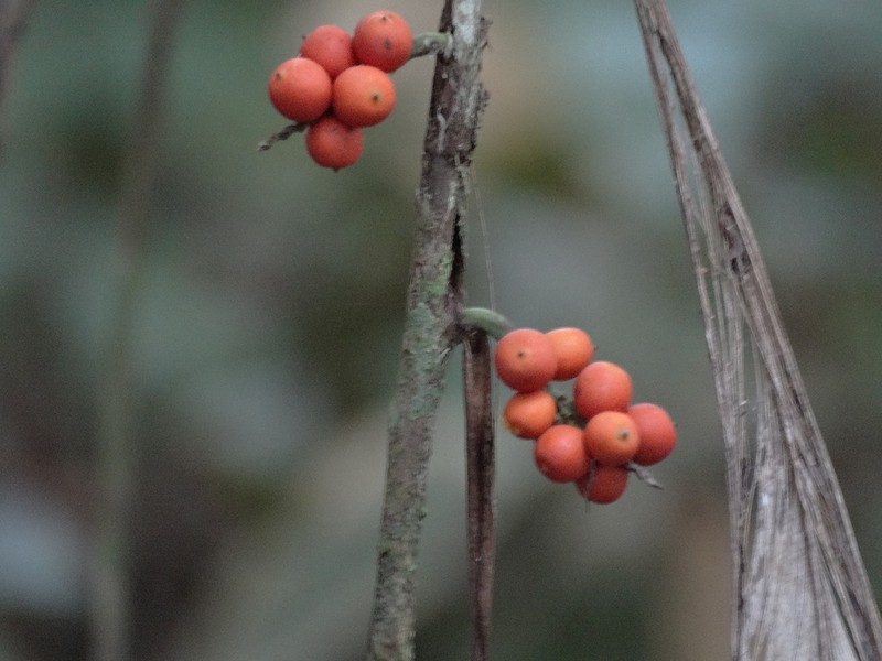Bactris hirta photo 3