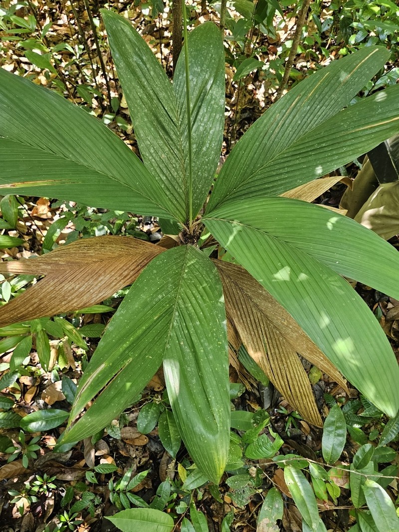 Bactris hirta photo 6