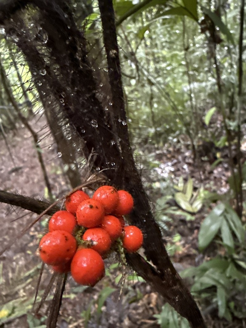 Bactris hirta photo 7