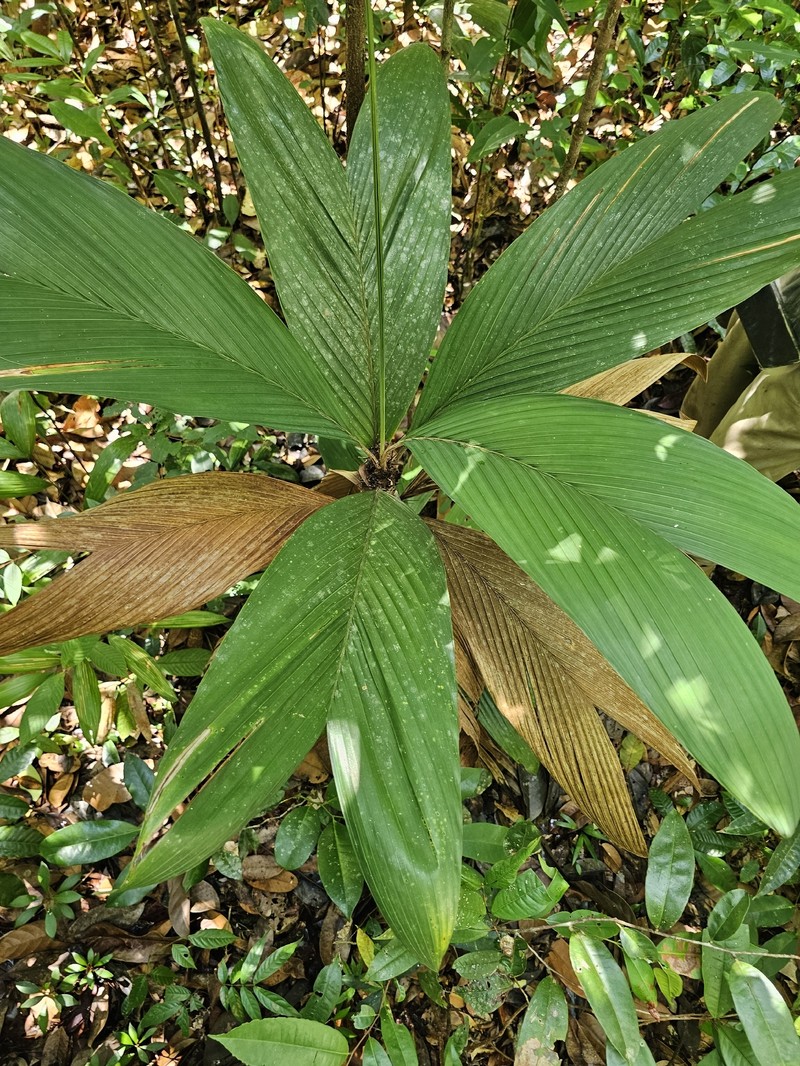 Bactris hirta var. hirta