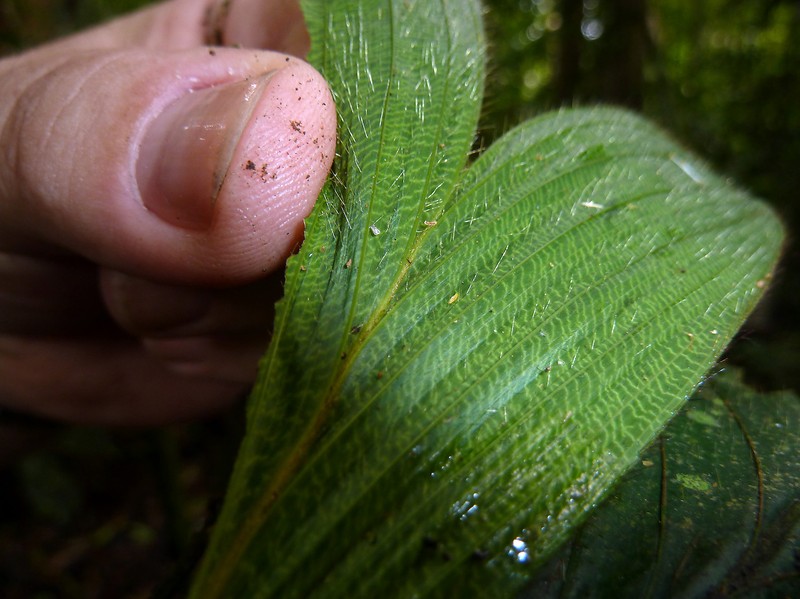 Bactris hirta var. hirta photo 2