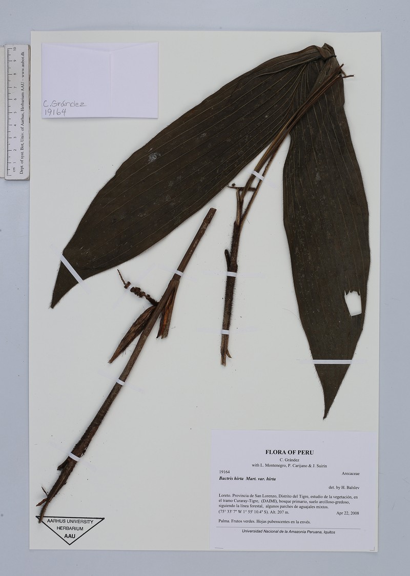 Bactris hirta var. hirta photo 3