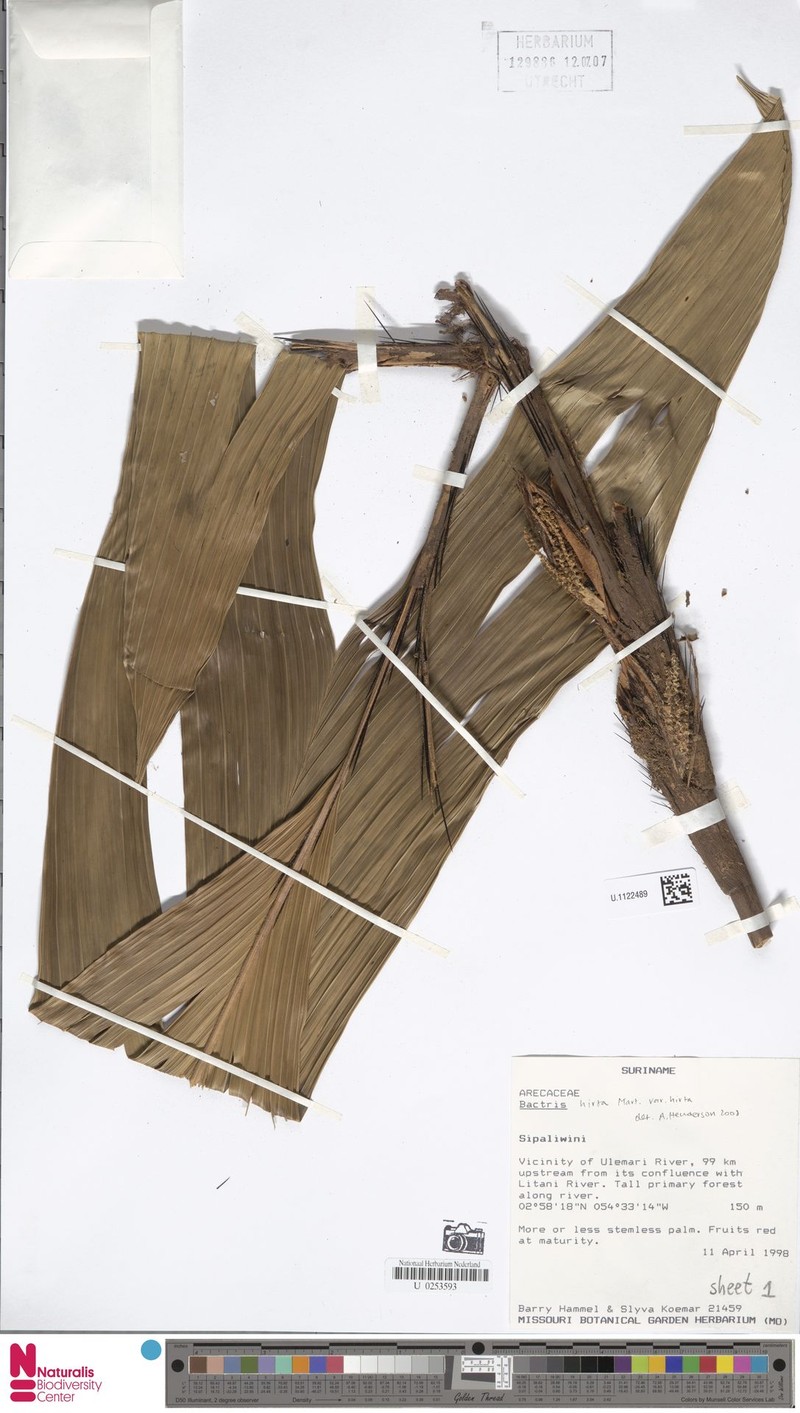 Bactris hirta var. hirta photo 4