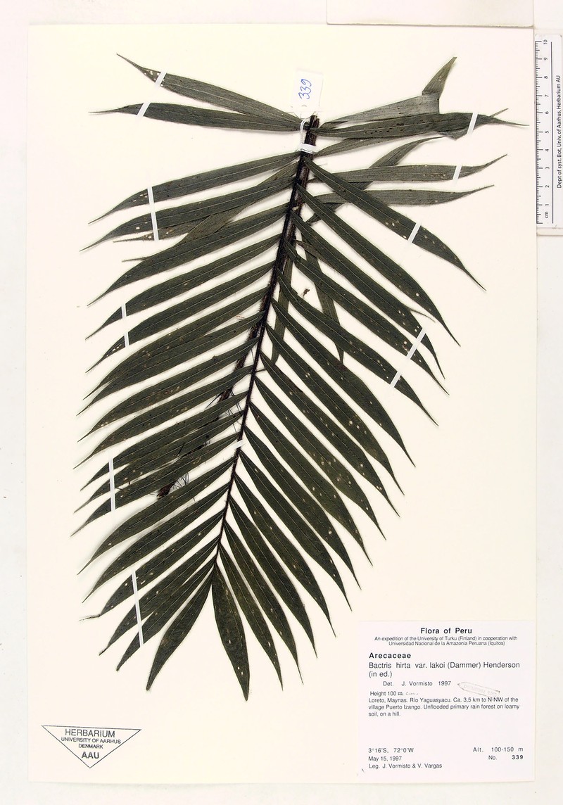 Bactris hirta var. lakoi