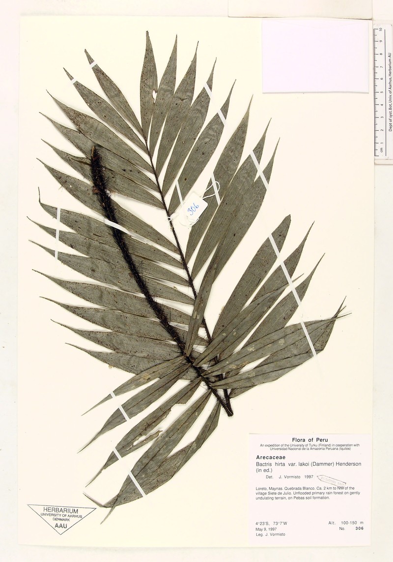 Bactris hirta var. lakoi photo 2