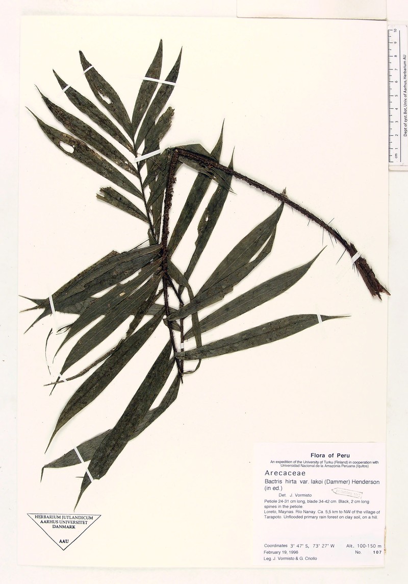 Bactris hirta var. lakoi photo 3