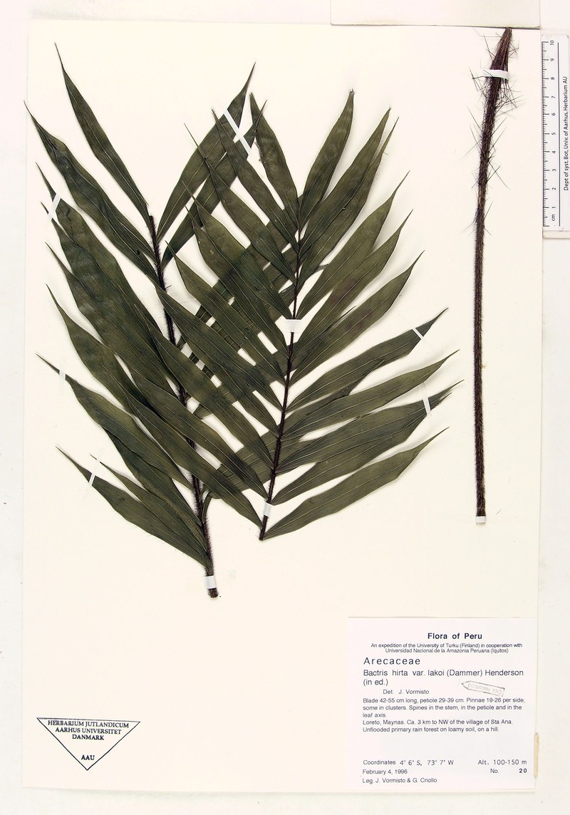 Bactris hirta var. lakoi photo 4