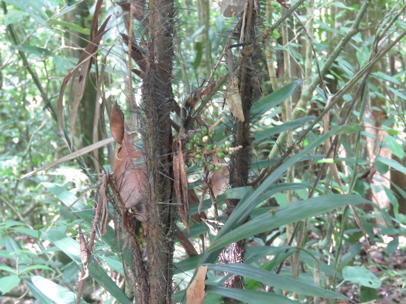 Bactris hirta var. pectinata photo 2