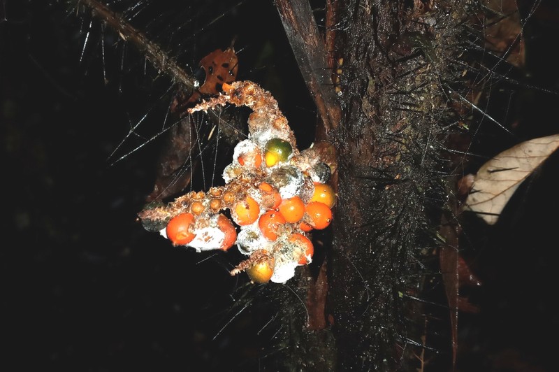 Bactris hirta var. pectinata photo 3