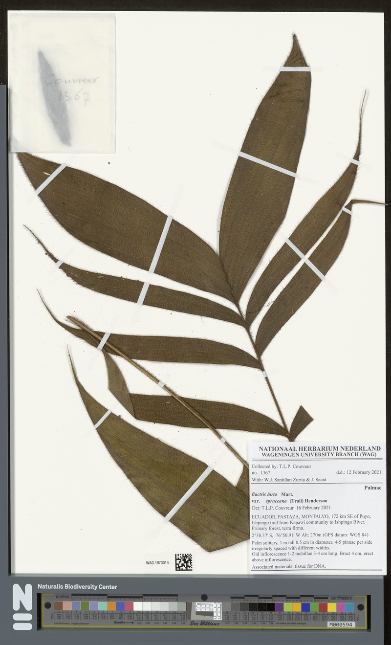 Bactris hirta var. pectinata photo 4