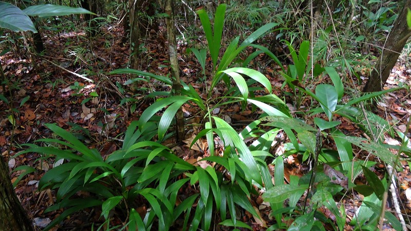 Bactris hirta var. pectinata