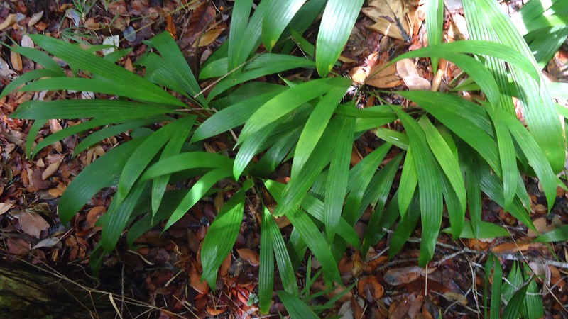 Bactris hirta var. pectinata photo 6