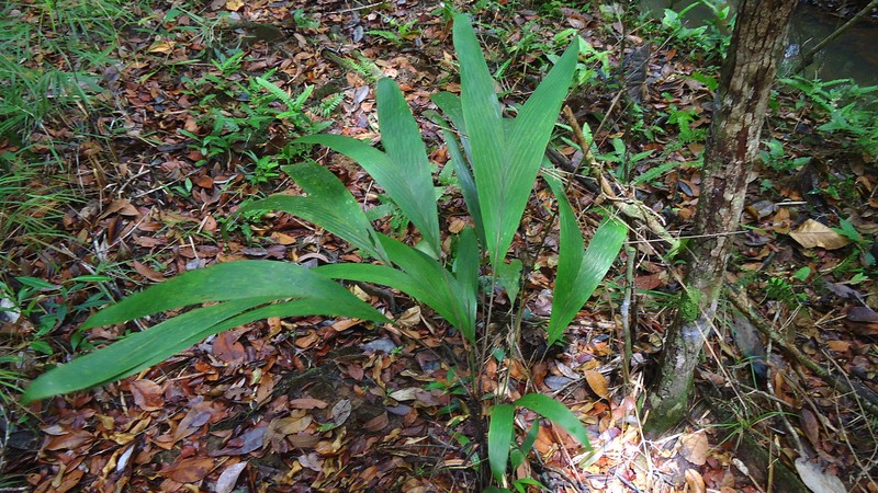 Bactris hirta var. pectinata photo 7