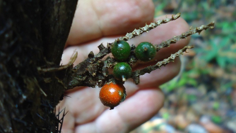 Bactris hirta var. pectinata photo 8