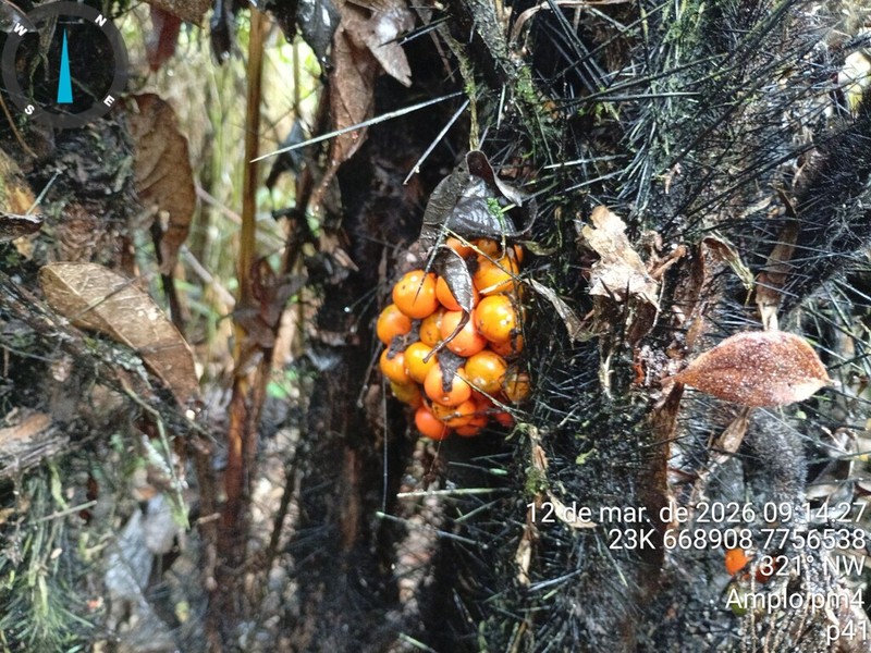Bactris horridispatha photo 2
