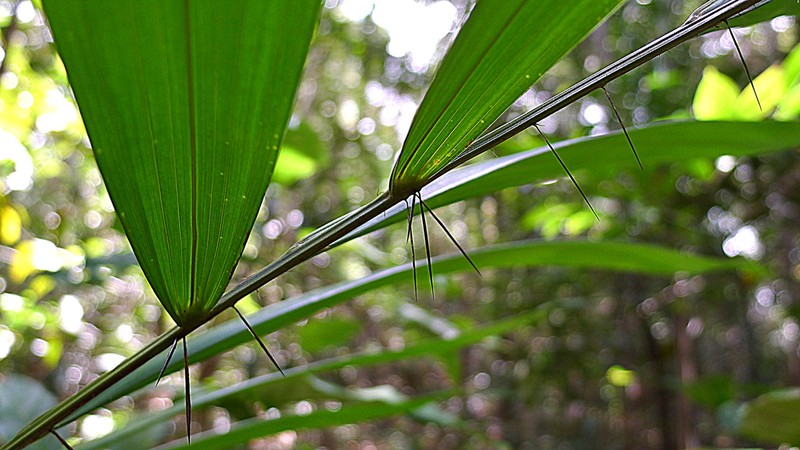 Bactris horridispatha