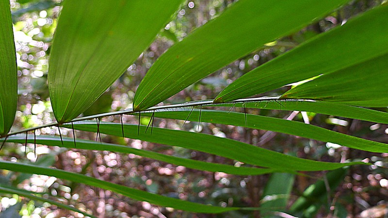 Bactris horridispatha photo 3