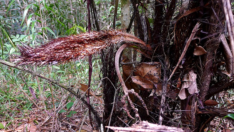 Bactris horridispatha photo 4