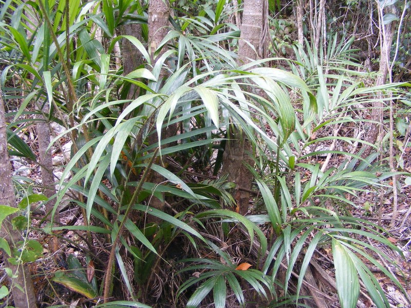Bactris jamaicana