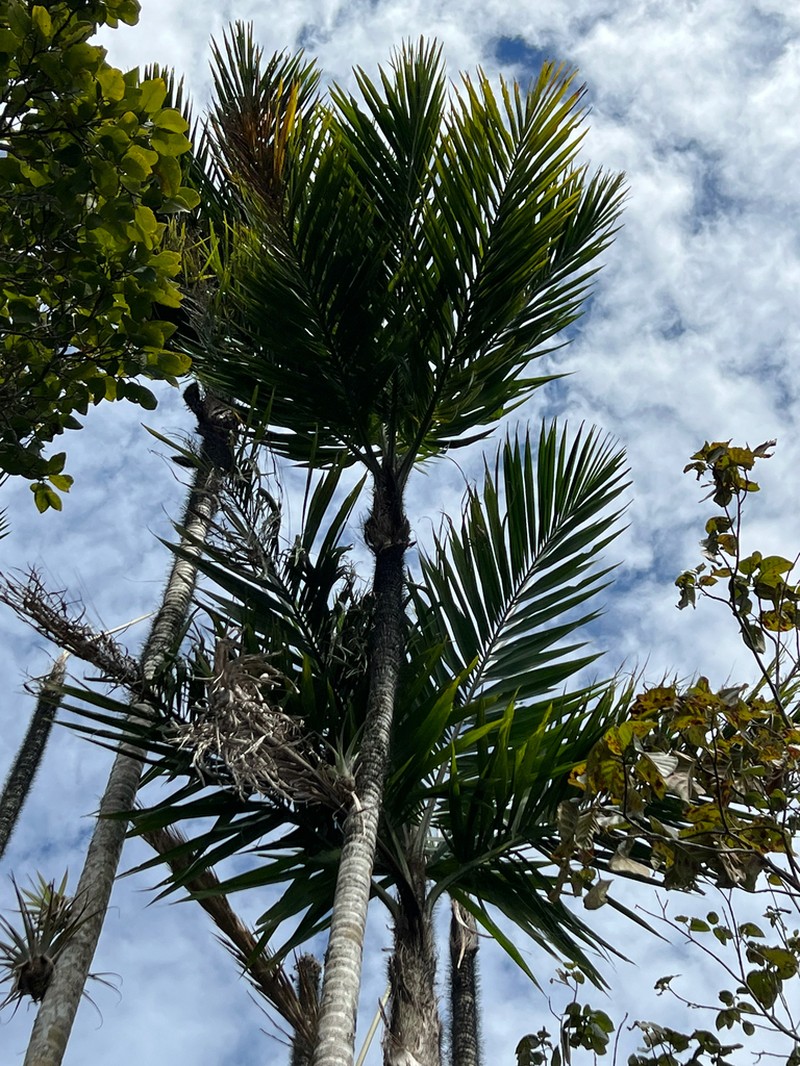 Bactris jamaicana photo 2