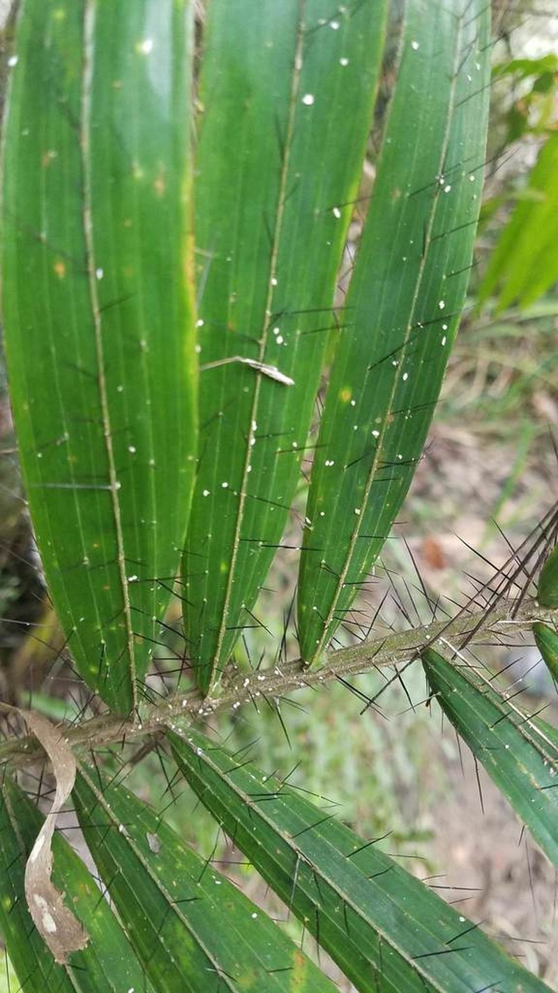 Bactris jamaicana photo 3