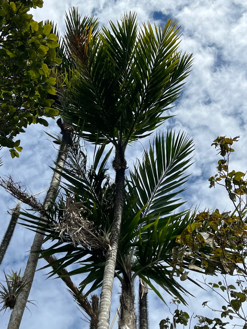 Bactris jamaicana photo 4