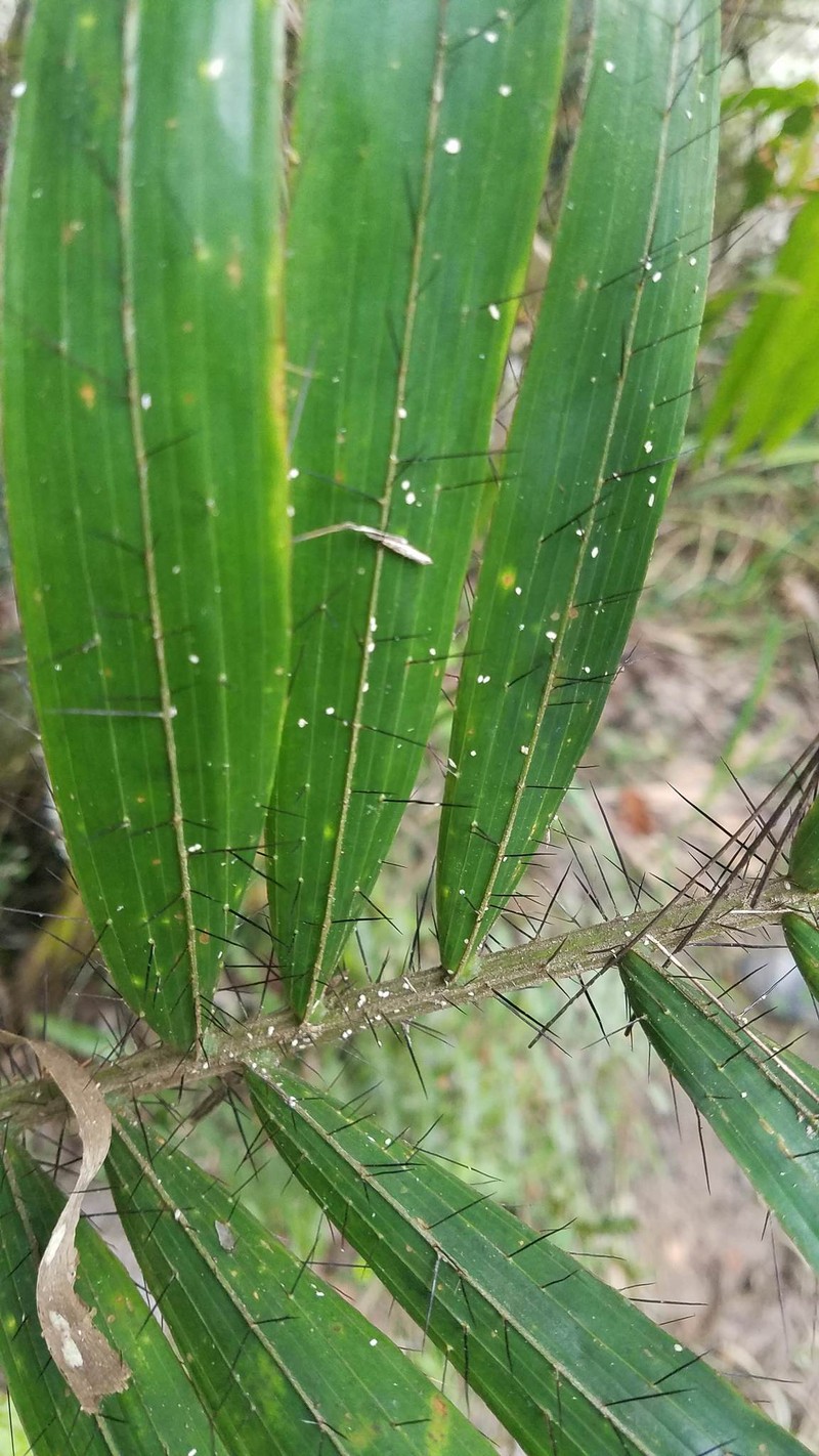 Bactris jamaicana photo 5