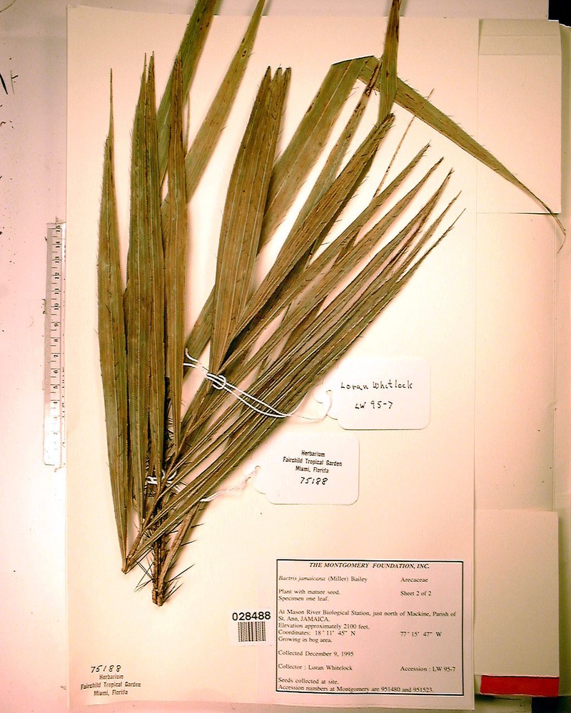 Bactris jamaicana photo 7