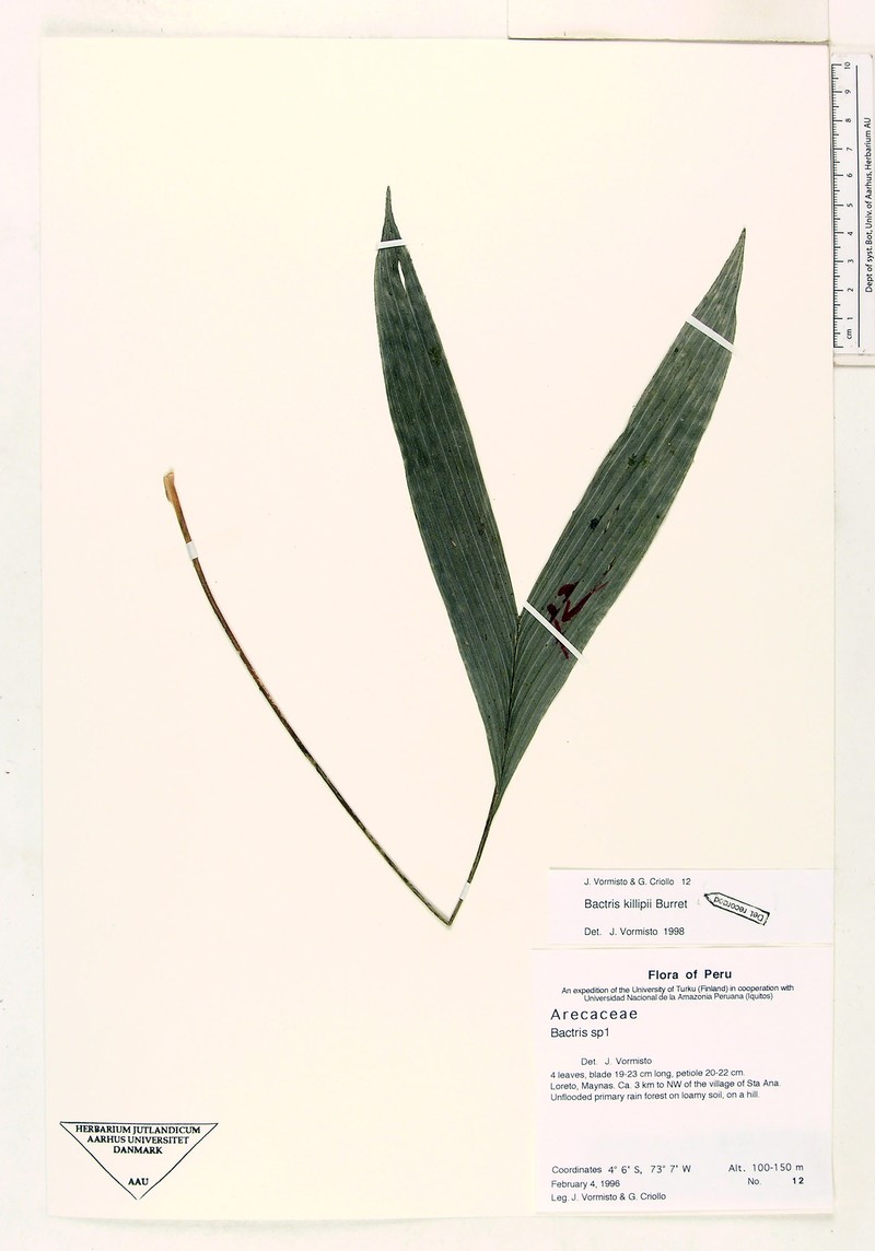 Bactris killipii photo 4