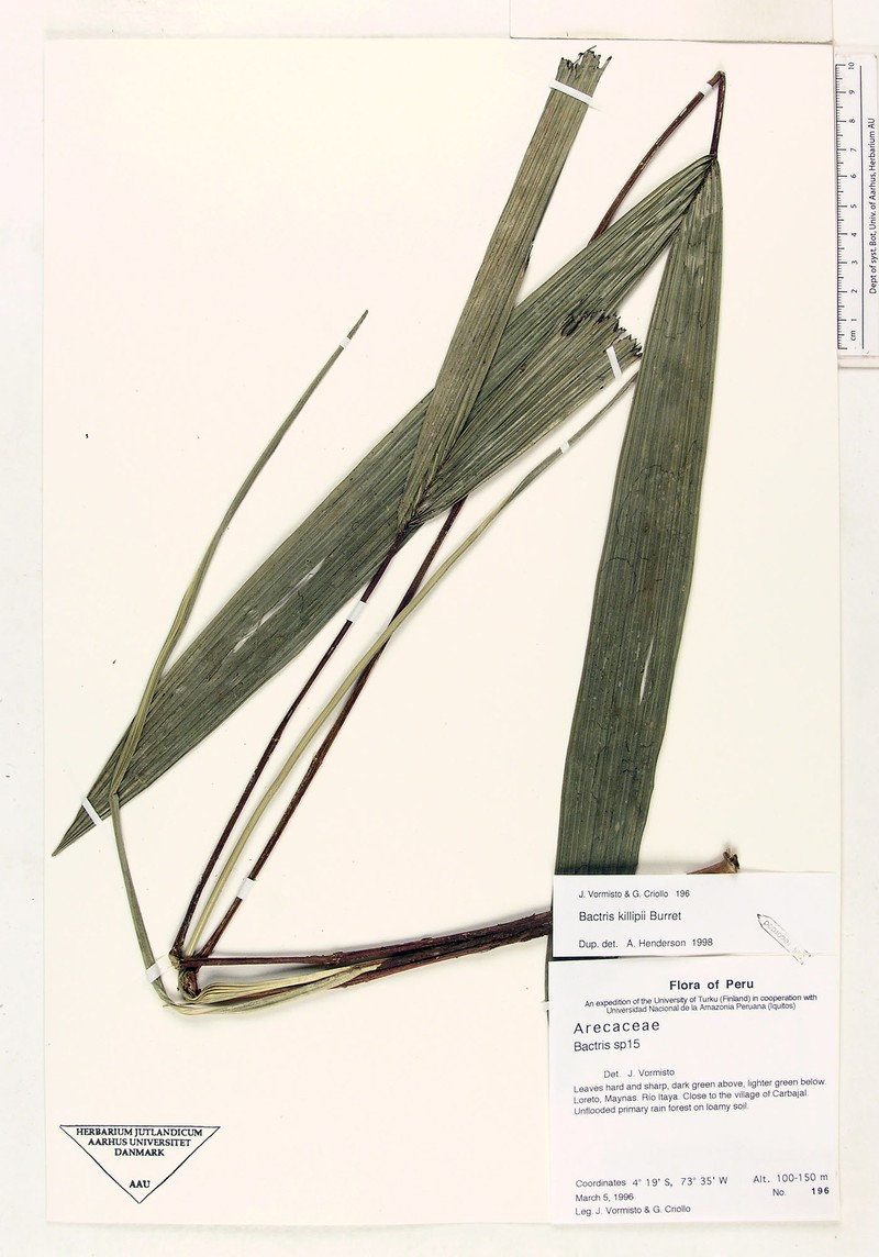 Bactris killipii photo 5