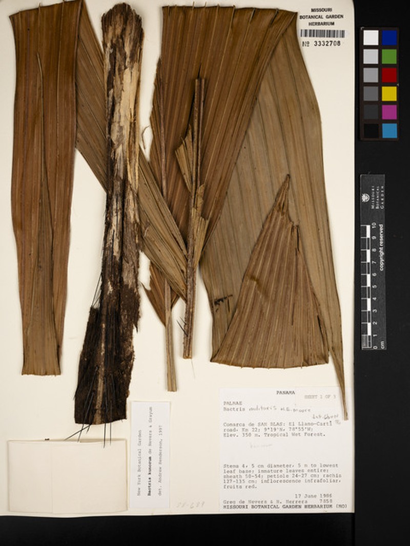 Bactris kunorum