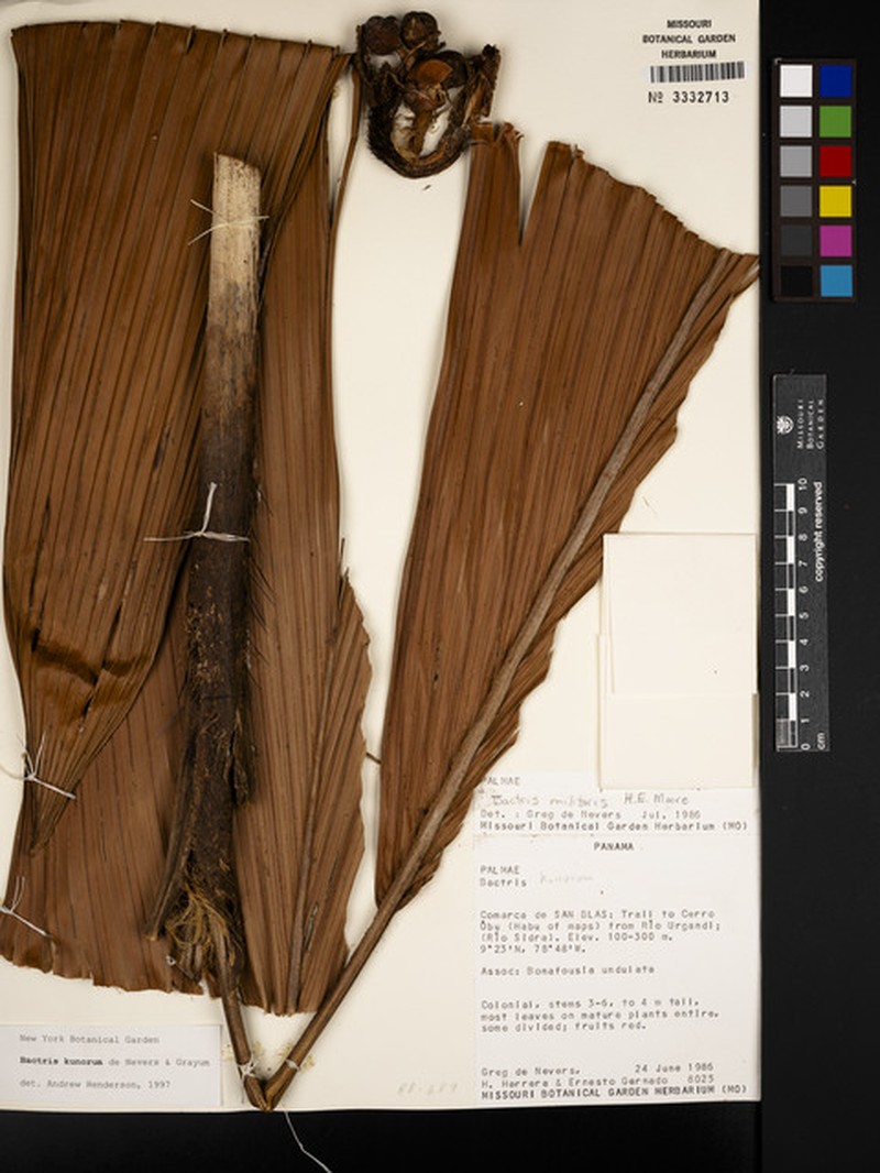 Bactris kunorum photo 2