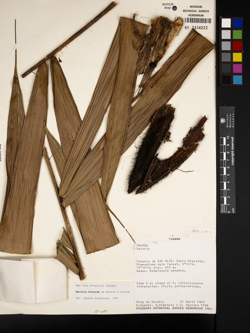 Bactris kunorum photo 3