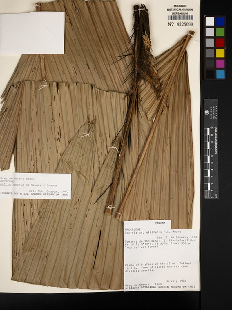 Bactris kunorum photo 4