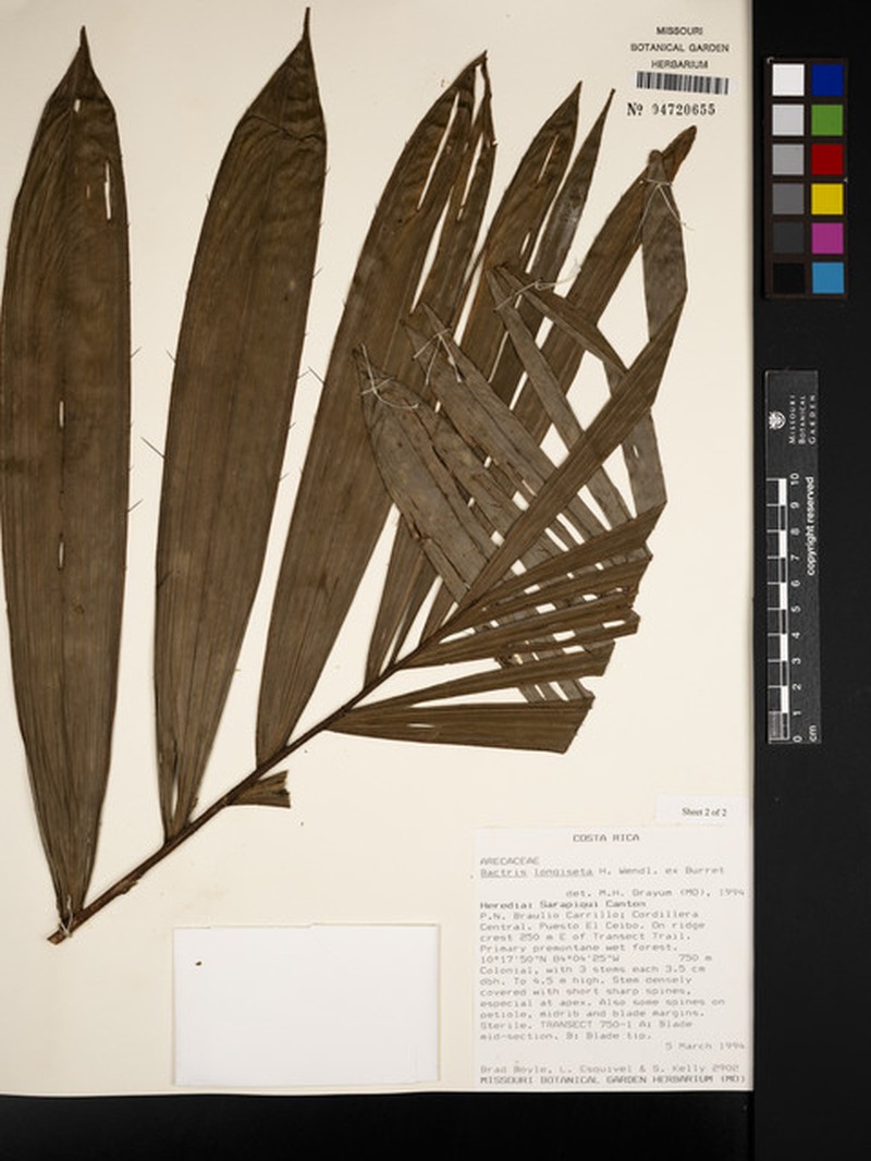 Bactris longiseta photo 2