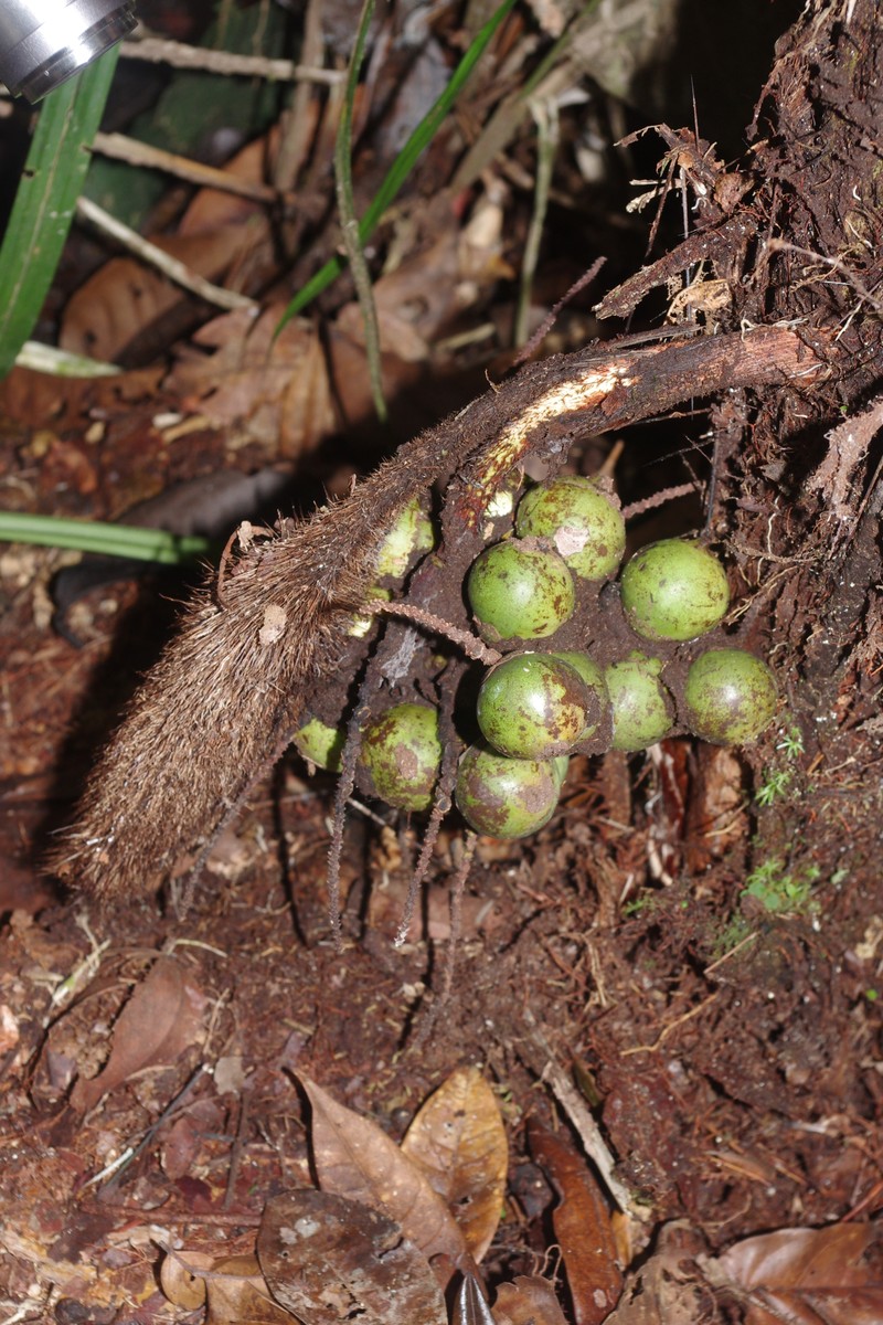 Bactris macroacantha