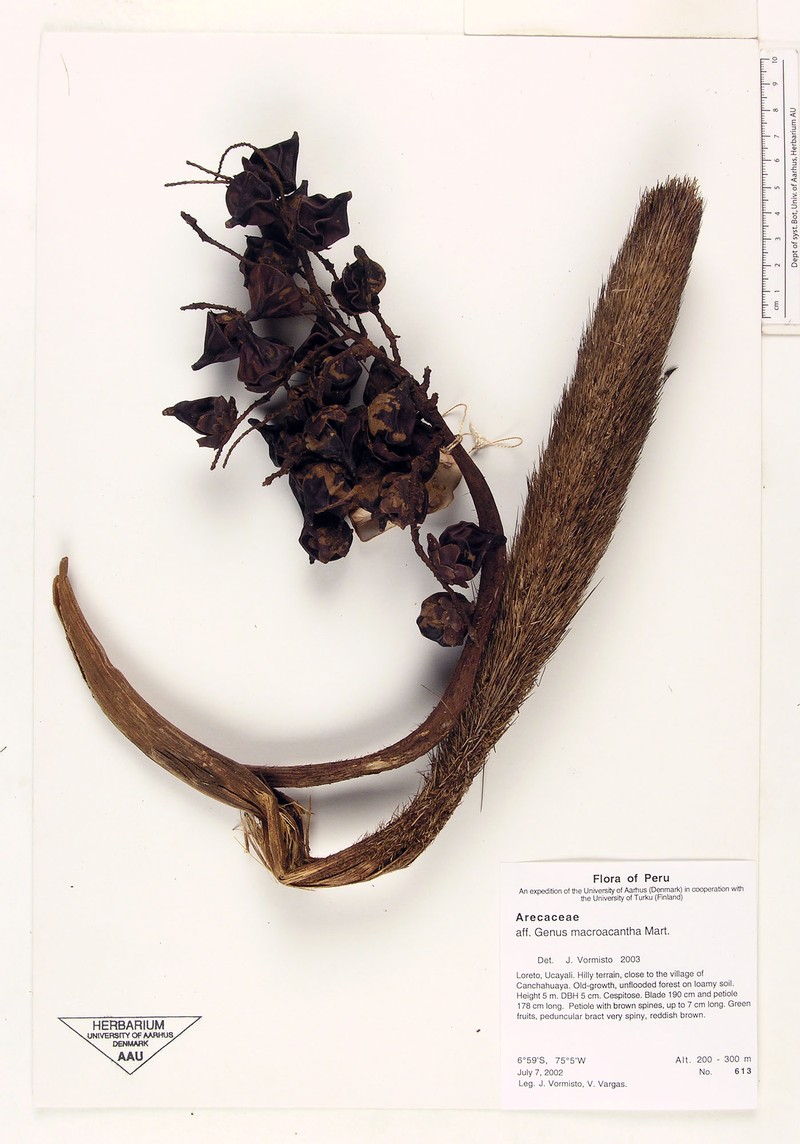 Bactris macroacantha photo 2